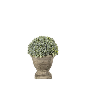 Potted Boxwood in Stone Effect Urn 15 x 18cm