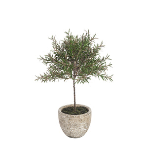 Mini Potted Rosemary Topiary - 29cm