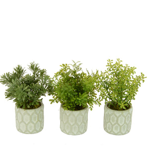 Mini Potted Plants - Set of 3 - 20cm