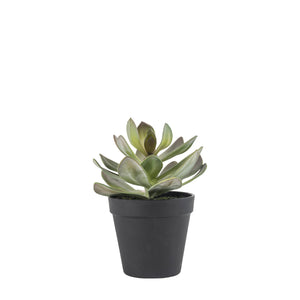 Realistic Faux Succulent in Pot 20cm high